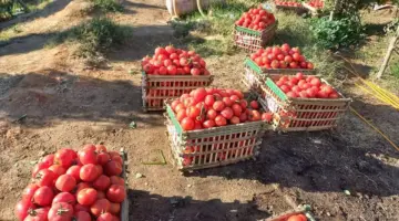 سعر الطماطم في الأسواق اليوم.. كيف يمكن الشراء بتكلفة مخفضة؟